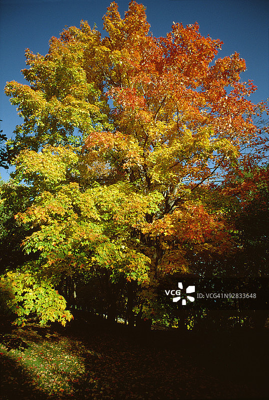 树上的秋叶图片素材