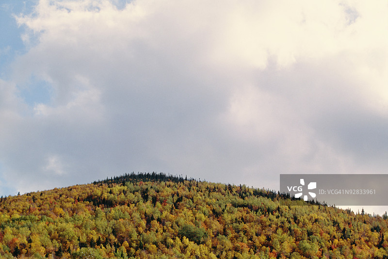 加拿大魁北克山上的秋季树叶图片素材