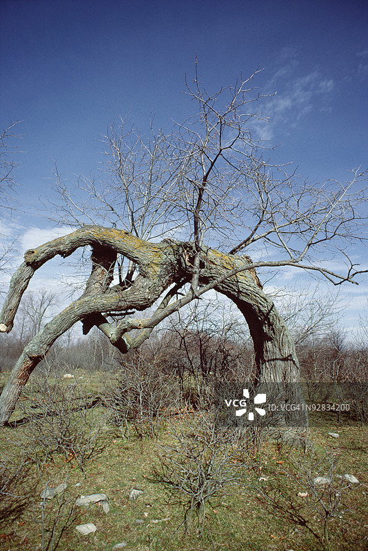 魁北克，加拿大的扭曲树木图片素材
