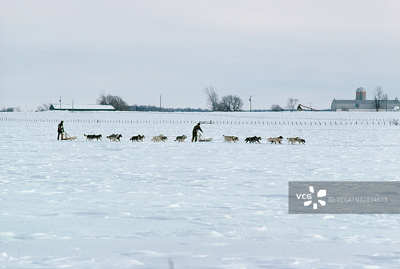 人们在加拿大冬季乘坐狗拉雪橇图片素材