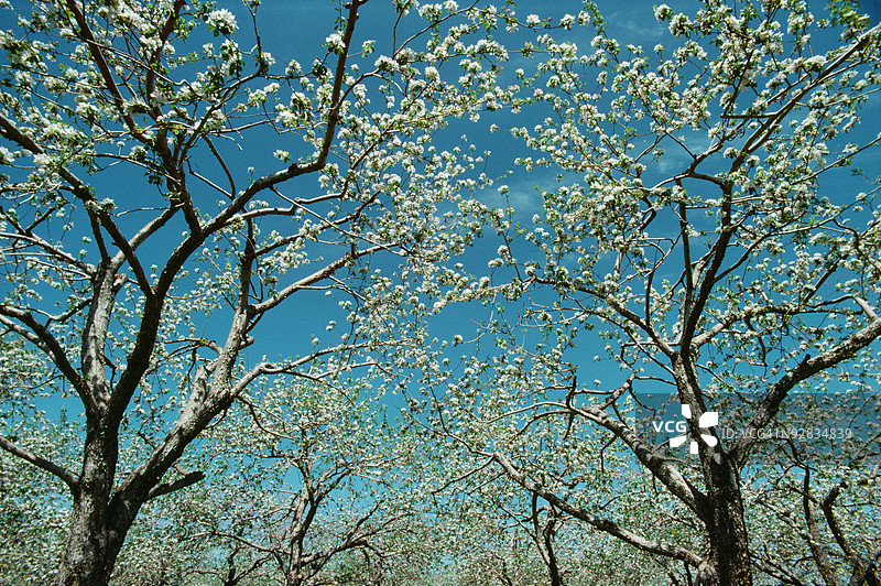 加拿大的开花树枝图片素材