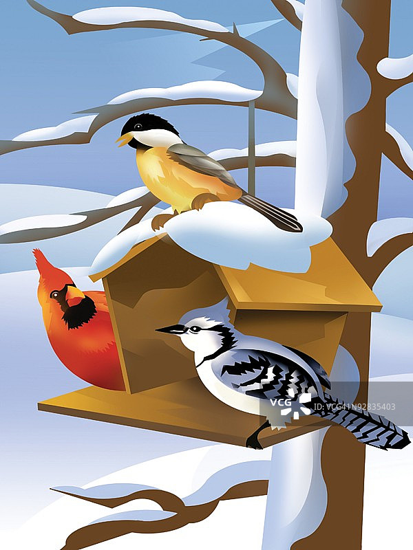 栖息在喂食器上的鸟类图片素材