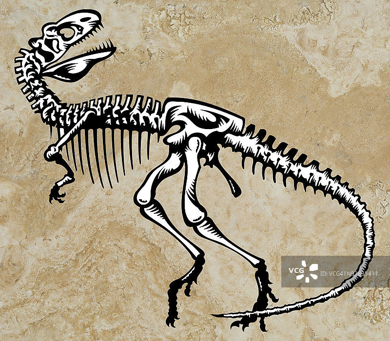 霸王龙骨骼图片素材