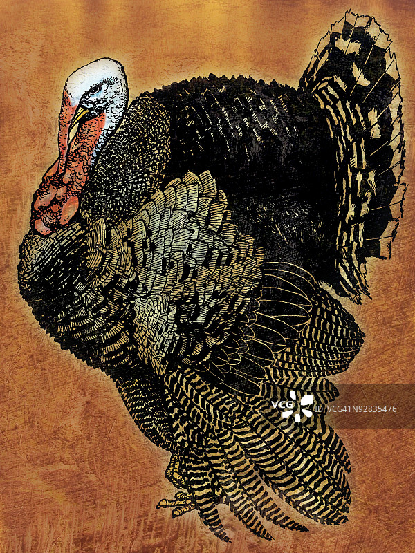 求偶中的雄性火鸡图片素材