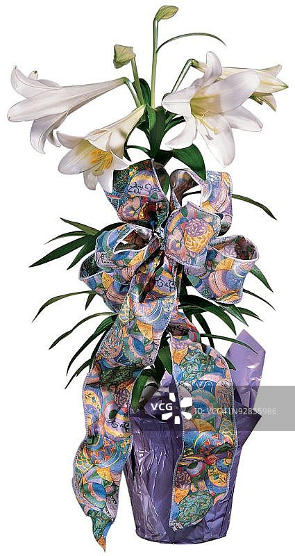 盆栽复活节百合抠图图片素材