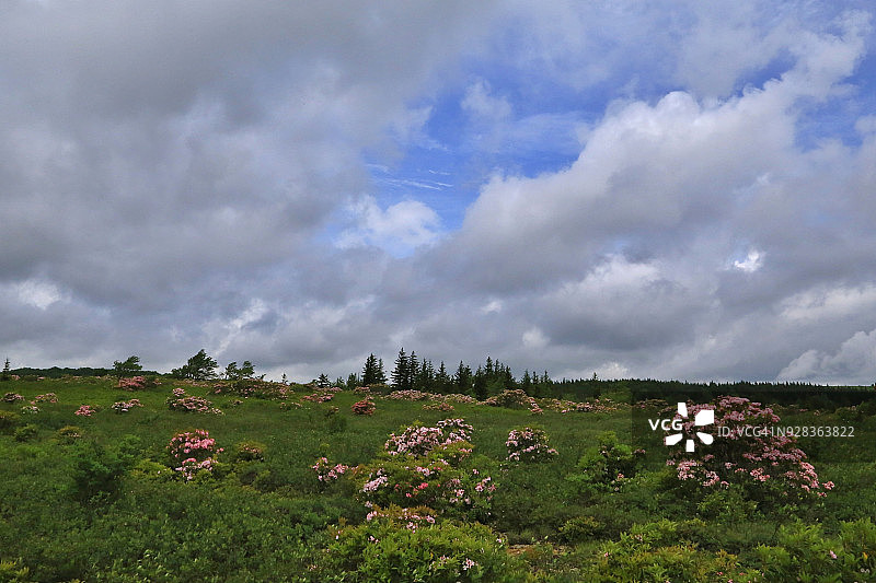 Dolly Sods荒野区，美国西弗吉尼亚州图片素材