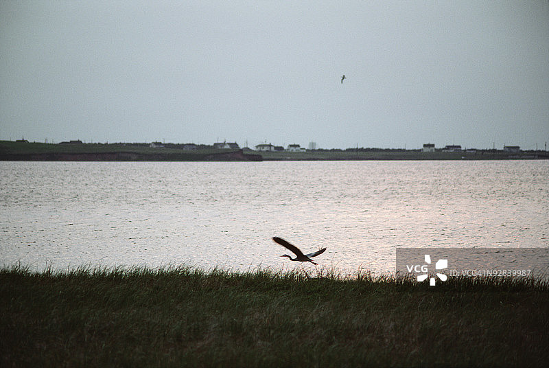 从加拿大魁北克湿地起飞的苍鹭图片素材