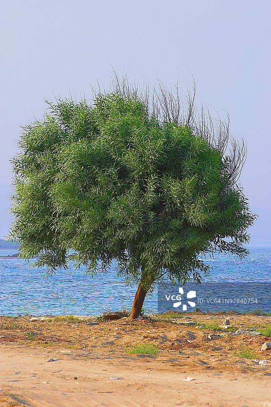 海边的树顶着天空图片素材
