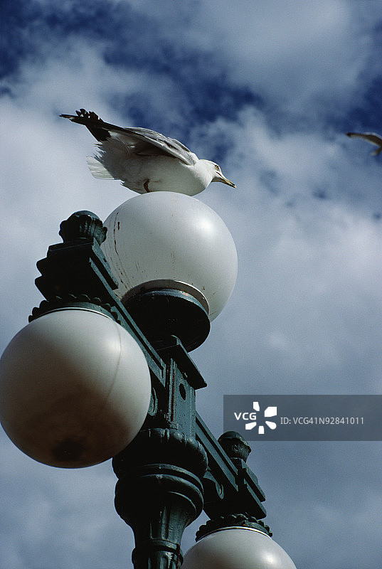 海鸥坐在灯柱上图片素材
