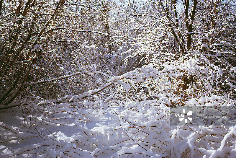 森林中白雪覆盖的树木图片素材