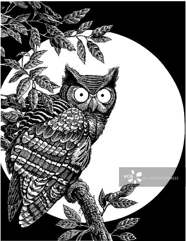 栖息在树枝上的猫头鹰图片素材
