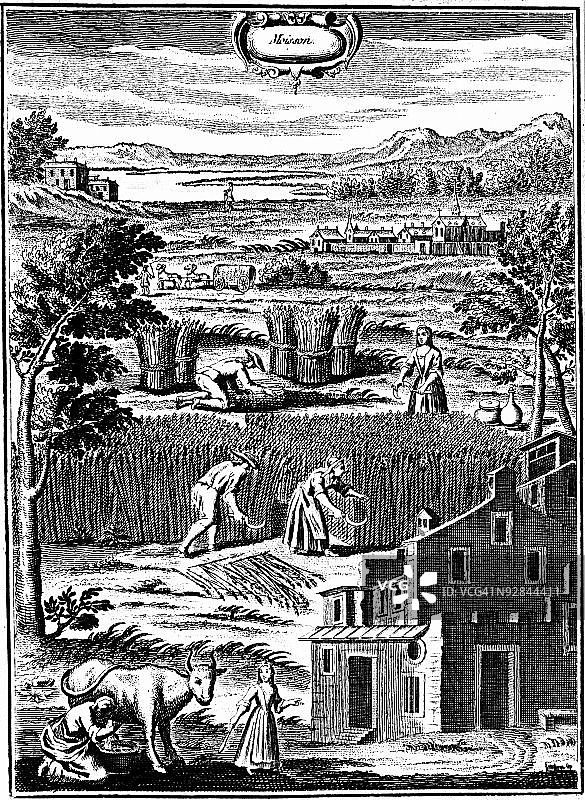 在18世纪的欧洲农场收获玉米图片素材