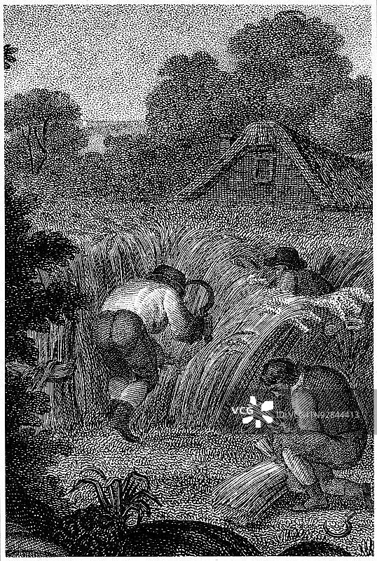 在英国，农户用手收割小麦图片素材