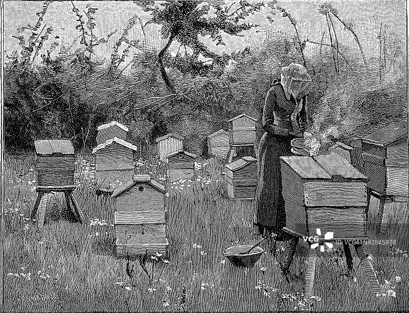 木制蜂箱蜂场图片素材