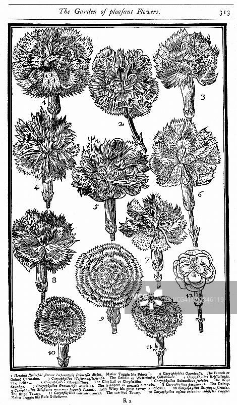 17世纪植物插画图片素材