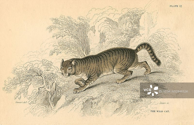 在自然栖息地中潜行的欧洲野猫图片素材