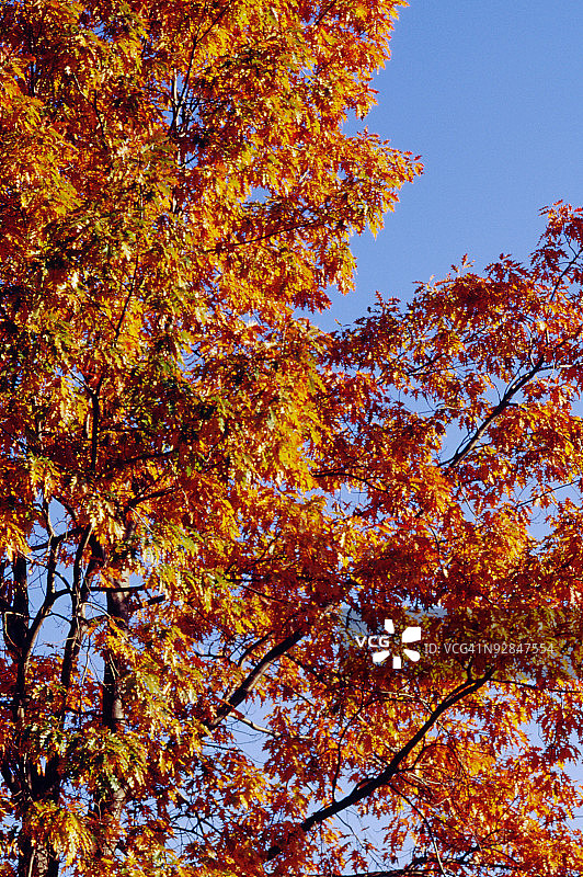 树上的秋叶图片素材