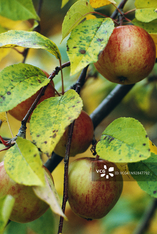 树枝上的苹果图片素材