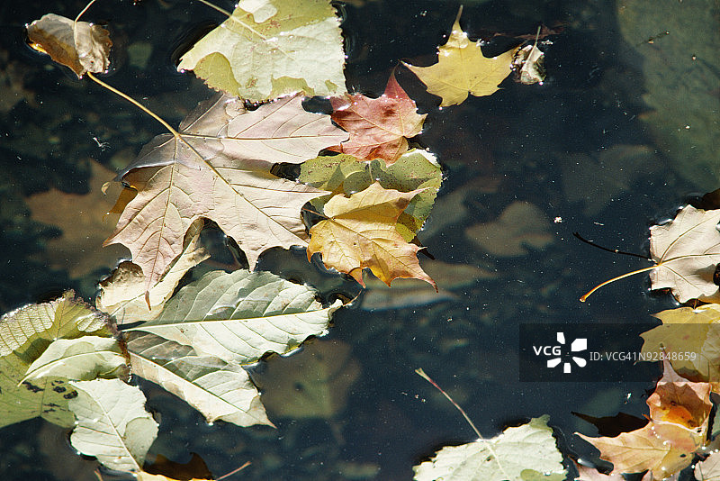 加拿大魁北克水中漂浮的树叶图片素材