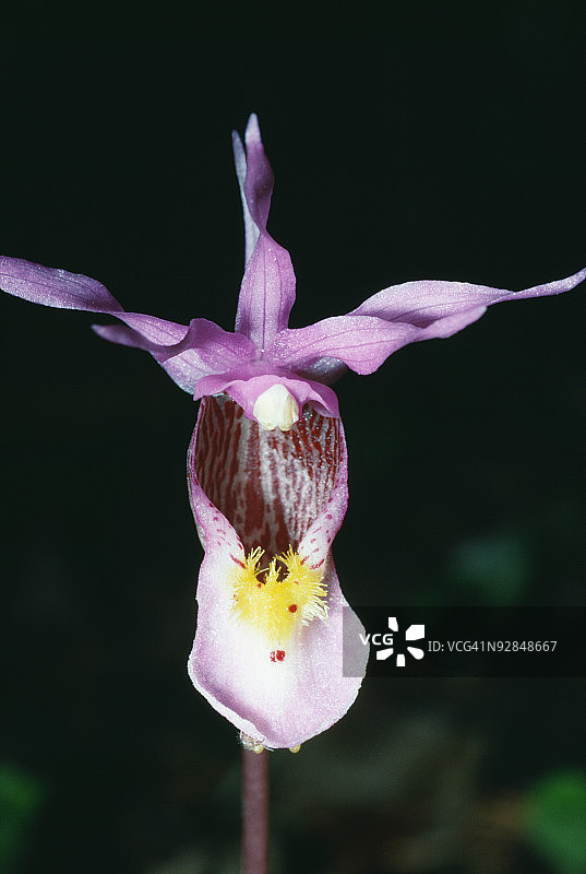 加拿大不列颠哥伦比亚省的卡莉索兰花图片素材