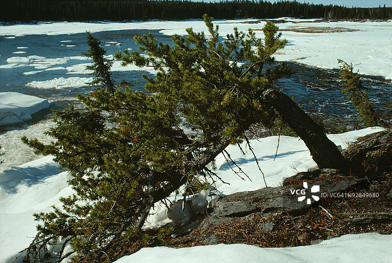 加拿大冬季林地树木图片素材
