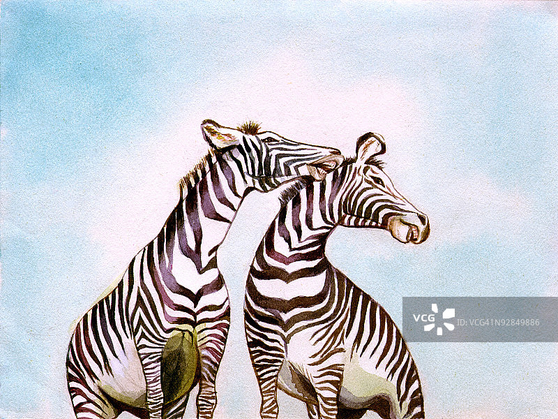 户外站立的一对斑马图片素材