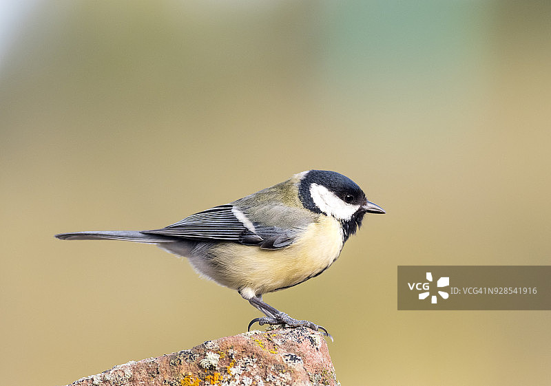 西班牙，欧洲，大山雀站在长满地衣的岩石上，背景为天然的绿色和黄色图片素材