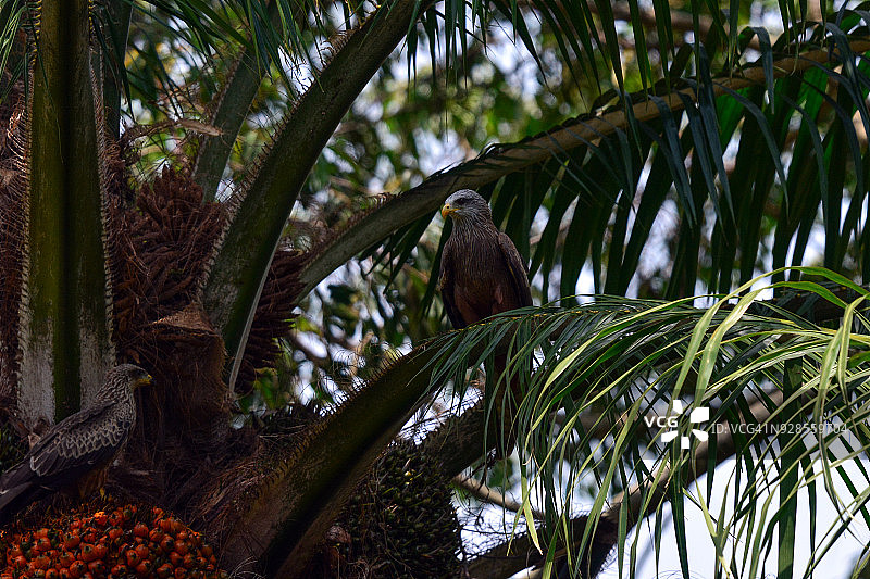 黄嘴风筝图片素材