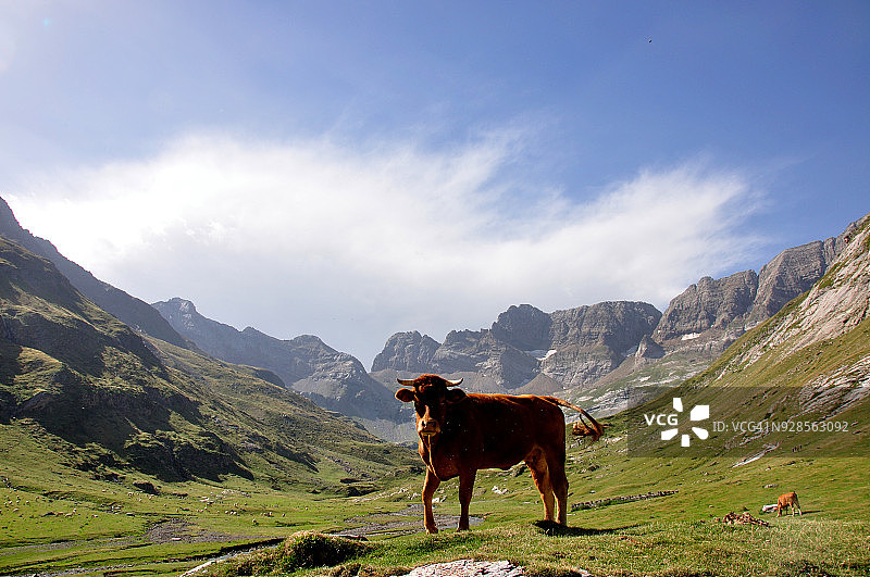 比利牛斯山脉的肉牛图片素材