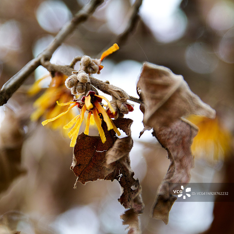 日本金缕梅图片素材