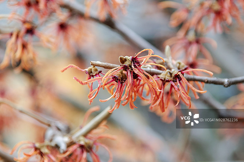 日本金缕梅图片素材