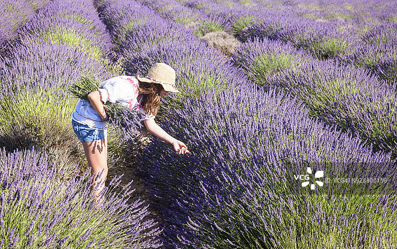 薰衣草田里的女孩图片素材
