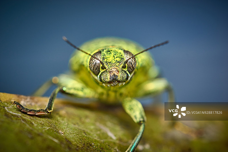 昆虫微距摄影图片素材