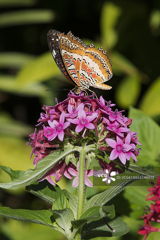 马来缺翅绢蝶图片素材