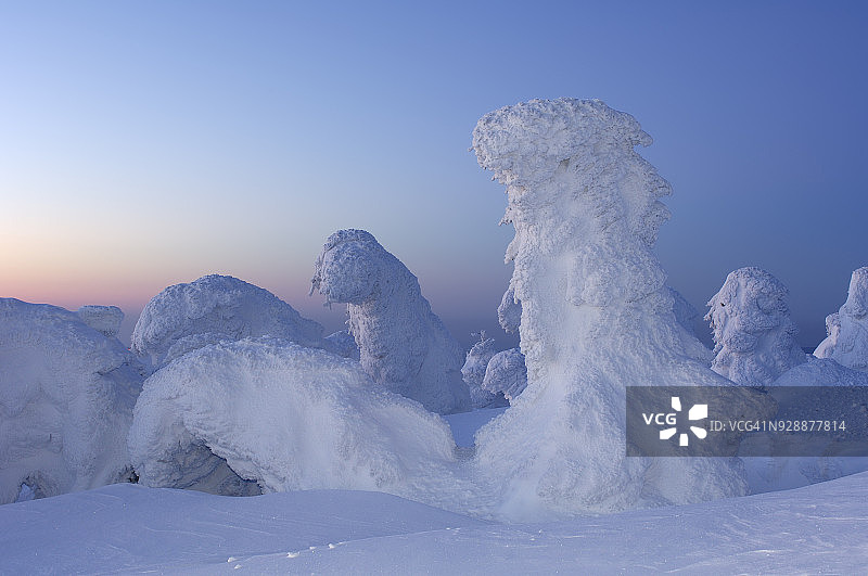 日出时分，被雪覆盖的挪威云杉树图片素材
