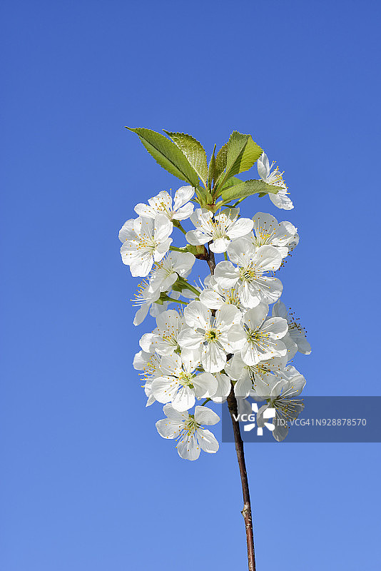 德国奥特瑙：蓝天下盛开的樱花树图片素材