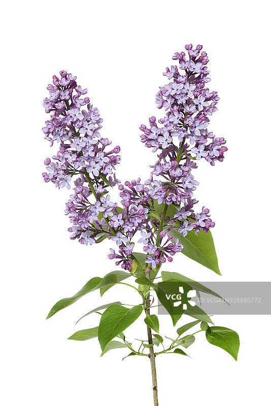 白色背景下的丁香花，德国巴伐利亚图片素材