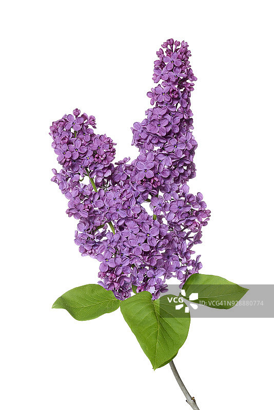 白色背景下的紫色丁香花图片素材