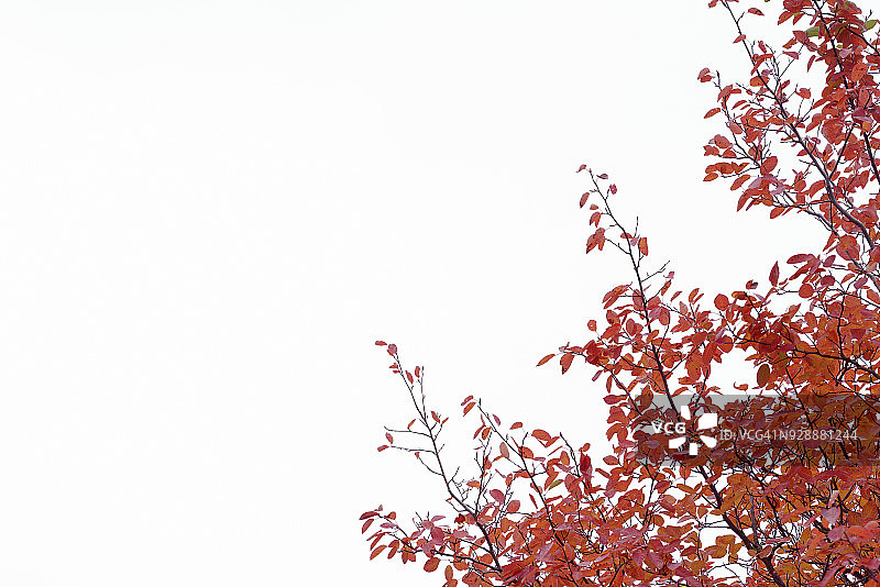 德国巴伐利亚，秋色中的黄栌树叶图片素材