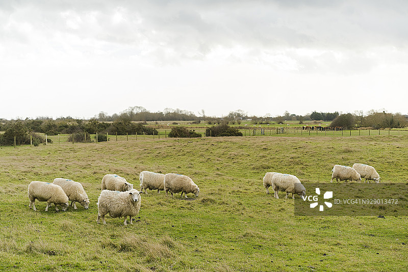 阴天吃草的绵羊图片素材