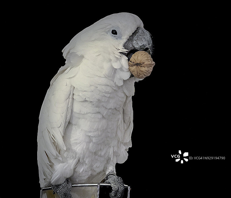喙里叼着核桃的澳洲鹦鹉特写图片素材