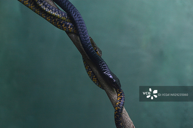 曼巴蛇图片素材