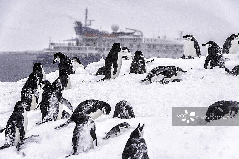 南设得兰群岛暴风雪中的帽带企鹅图片素材