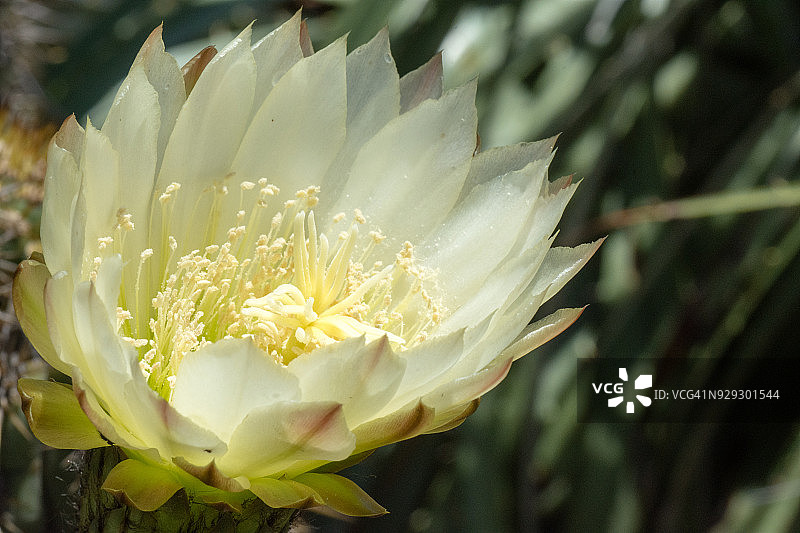 阿塔卡马沙漠中的沙漠花朵图片素材