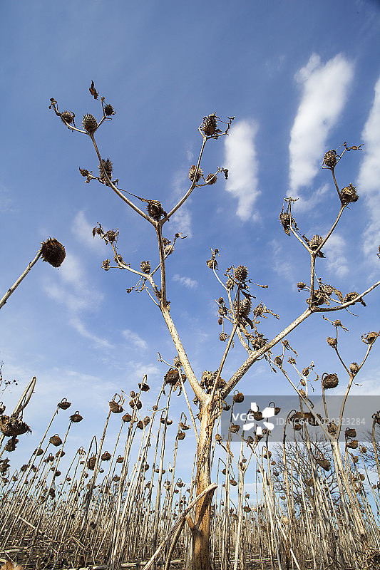 干燥的蓟和天空图片素材