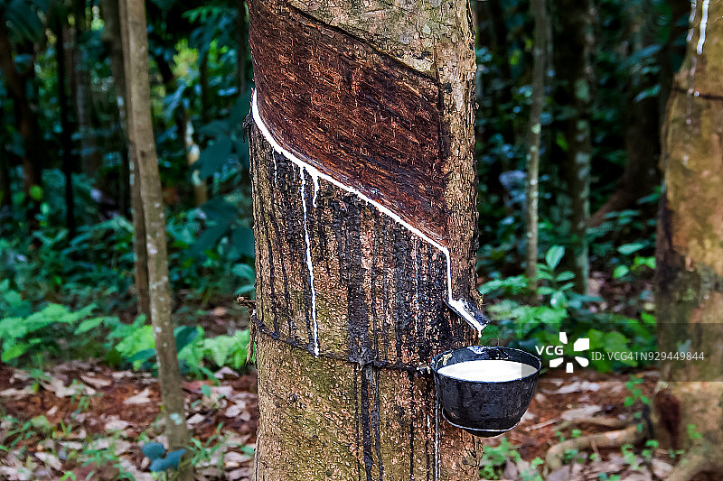 橡胶树5图片素材