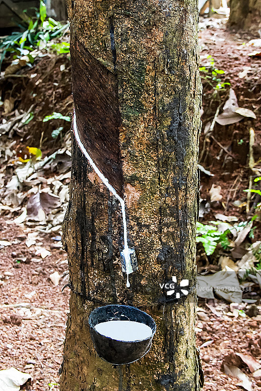 橡胶树4图片素材