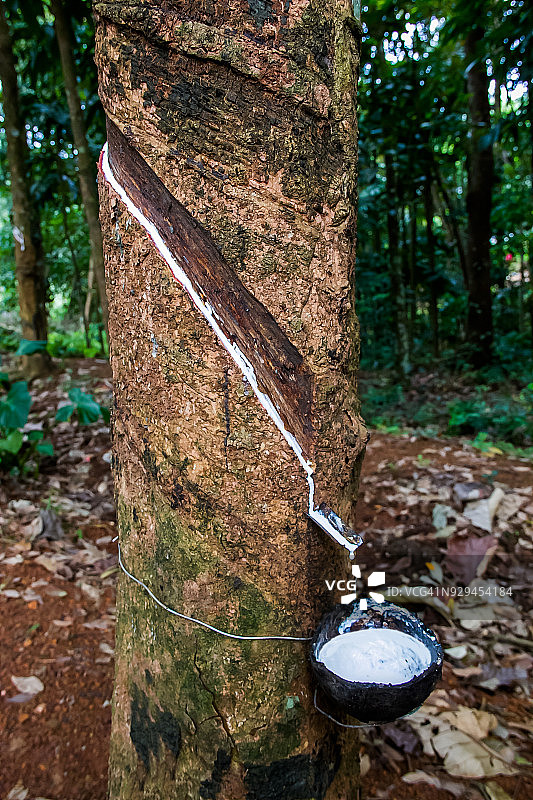 橡胶树3图片素材