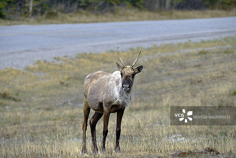 不列颠哥伦比亚省蒙乔湖省立公园的北美驯鹿图片素材