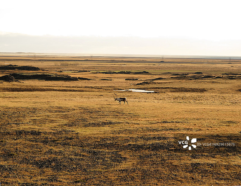 冰岛东部霍芬附近的驯鹿图片素材